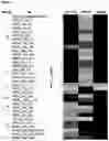 Fig. 12 - FUSION PROTEIN COMPRISING IL13