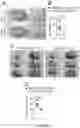 Fig. 26 - NOVEL METHOD