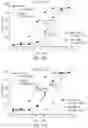 Fig. 55 - IL2 agonists and methods of use thereof
