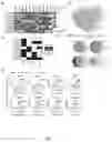 Fig. 04 - METHOD AND SYSTEM FOR PREDICTING COUPLING PROBABILITIES OF G-PROTEIN COUPLED RECEPTORS WITH G-PROTEINS