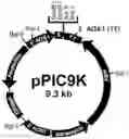 Fig. 01 - Yeast-fermented recombinant fibronectin peptide in small molecule, and its preparation method and applications thereof
