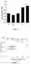 Fig. 04 - Yeast-fermented recombinant fibronectin peptide in small molecule, and its preparation method and applications thereof