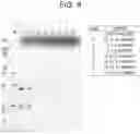 Fig. 10 - METHOD FOR IMPROVING AFFINITY OF ANTIBODY FOR ANTIGEN AND USE THEREOF