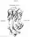 Fig. 08 - ANTI-ALPHA-SYNUCLEIN ANTIBODIES