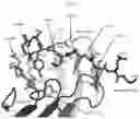 Fig. 09 - ANTI-ALPHA-SYNUCLEIN ANTIBODIES