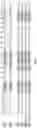 Fig. 12 - ANTI-ALPHA-SYNUCLEIN ANTIBODIES