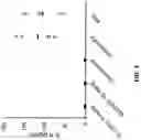 Fig. 04 - ANTIBODY TO HUMAN IL-1 BETA