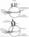 Fig. 05 - ANTI-LAG-3 BINDING MOLECULES