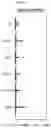 Fig. 12 - ANTI-LAG-3 BINDING MOLECULES