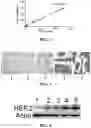 Fig. 03 - TEST PIECE FOR RAPID AND QUANTITATIVE DETECTION OF TISSUE CELL PROTEINS