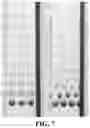 Fig. 05 - TEST PIECE FOR RAPID AND QUANTITATIVE DETECTION OF TISSUE CELL PROTEINS