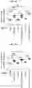 Fig. 28 - GENE KNOCK-OUTS TO IMPROVE T CELL FUNCTION