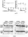 Fig. 05 - Methods for efficient delivery of therapeutic molecules in vitro and in vivo