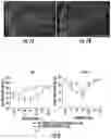 Fig. 07 - Methods for efficient delivery of therapeutic molecules in vitro and in vivo