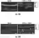 Fig. 09 - Methods for efficient delivery of therapeutic molecules in vitro and in vivo
