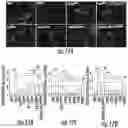 Fig. 15 - Methods for efficient delivery of therapeutic molecules in vitro and in vivo
