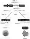 Fig. 02 - DNA, EXPRESSION VECTOR, TRANSCRIPT, CELL, PHARMACEUTICAL COMPOSITION, AND MEDICINE