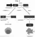 Fig. 03 - DNA, EXPRESSION VECTOR, TRANSCRIPT, CELL, PHARMACEUTICAL COMPOSITION, AND MEDICINE