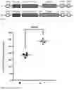 Fig. 03 - EXPRESSION CONSTRUCTS FOR THE GENETIC MODIFICATION OF CELLS