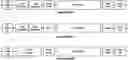 Fig. 01 - OPTIMIZED GENE THERAPY TARGETING RETINAL CELLS