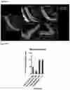 Fig. 24 - OPTIMIZED GENE THERAPY TARGETING RETINAL CELLS