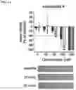 Fig. 04 - METHODS AND COMPOSITIONS FOR TREATING EPILEPSY