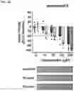 Fig. 05 - METHODS AND COMPOSITIONS FOR TREATING EPILEPSY