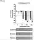 Fig. 10 - METHODS AND COMPOSITIONS FOR TREATING EPILEPSY