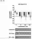 Fig. 14 - METHODS AND COMPOSITIONS FOR TREATING EPILEPSY