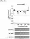 Fig. 20 - METHODS AND COMPOSITIONS FOR TREATING EPILEPSY