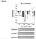Fig. 23 - METHODS AND COMPOSITIONS FOR TREATING EPILEPSY