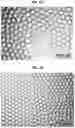 Fig. 11 - POINT OF CARE DROPLET DIGITAL PCR