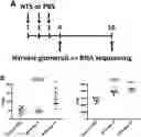 Fig. 01 - USE OF CD9 AS A BIOMARKER AND AS A BIOTARGET IN GLOMERULONEPHRITIS OR GLOMERULOSCLEROSIS