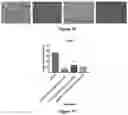 Fig. 06 - CELLULAR SENESCENCE ACTIVATING COMPOUNDS