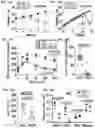 Fig. 35 - Methods and Compositions for Treating Obesity and/or Skin Disorders