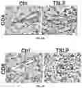 Fig. 49 - Methods and Compositions for Treating Obesity and/or Skin Disorders