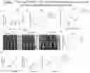 Fig. 02 - TARGETING LUNG-RESIDENT TNFR2+ cDC2 (R2D2) SUBPOPULATION TO TREAT ASTHMA