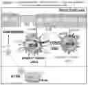 Fig. 09 - TARGETING LUNG-RESIDENT TNFR2+ cDC2 (R2D2) SUBPOPULATION TO TREAT ASTHMA
