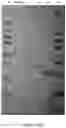 Fig. 167 - BIOLOGICAL MATERIALS AND USES THEREOF