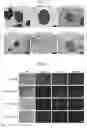 Fig. 08 - PRODUCTION METHOD AND KIT OF INDUCED PLURIPOTENT STEM CELLS