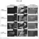 Fig. 23 - PRODUCTION METHOD AND KIT OF INDUCED PLURIPOTENT STEM CELLS