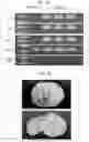 Fig. 35 - PRODUCTION METHOD AND KIT OF INDUCED PLURIPOTENT STEM CELLS