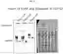 Fig. 07 - Recombinant vector for expressing target protein in plant cell