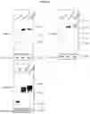 Fig. 09 - Recombinant vector for expressing target protein in plant cell