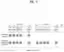 Fig. 08 - Method for transmitting or receiving signal in wireless communication system and apparatus for supporting same