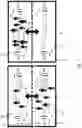 Fig. 02 - Computer-implemented method for estimating movements of a crowd between areas