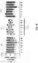 Fig. 07 - PREBIOTIC AND PROBIOTIC COOKIE PREPARATION