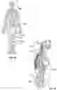 Fig. 02 - SYSTEMS AND METHODS FOR SUSTAINED RELIEF OF CHRONIC PAIN