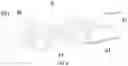 Fig. 04 - Fish-like underwater robot
