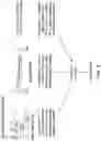 Fig. 09 - EXPRESSION OF PRODUCTS FROM NUCLEIC ACID CONCATEMERS